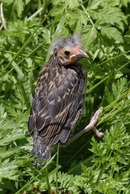 Red-winged Blackbird fledgling
