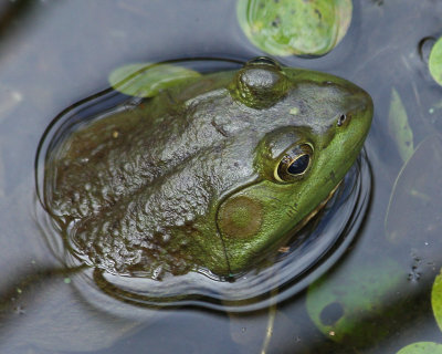 Bullfrog