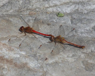 Ruby Meadowhawks (male and female)