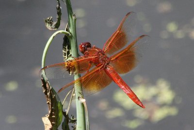 Flame Skimmer (in Mexico)