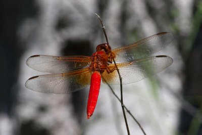 Neon Skimmer (in Mexico)