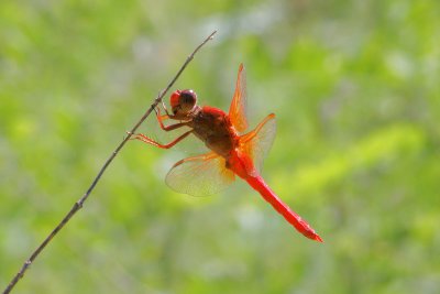 Neon Skimmer (in Mexico)