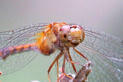 Smiling dragonfly