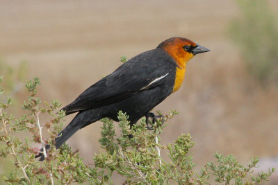 Yellow-headed Blackbird