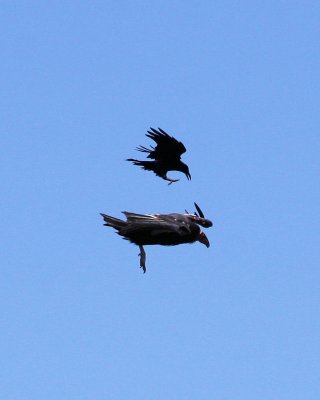 Raven chasing California Condor