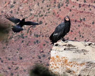 Raven harassing California Condor