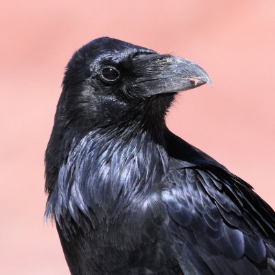 The ubiquitous Raven!