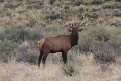 Male Elk