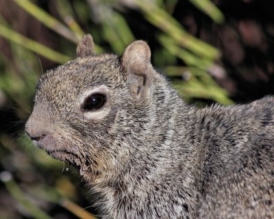 Rock Squirrel (with a muddy face!)