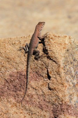 Lizards of the Canyonlands