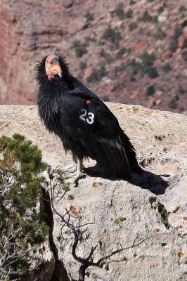 California Condor (captive release bird # 23)