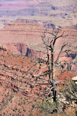 Tree with Grand Canyon beyond