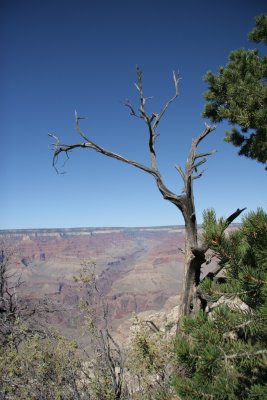 Tree with Grand Canyon in background