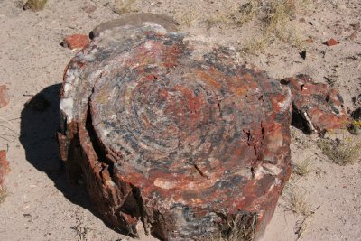 Cross-section of a petrified log