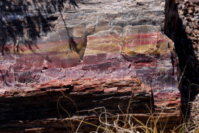 Close up of colours and striations of petrified wood