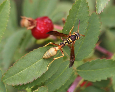 Polybiine Paper Wasp (I believe)