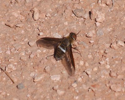 Unidentified fly