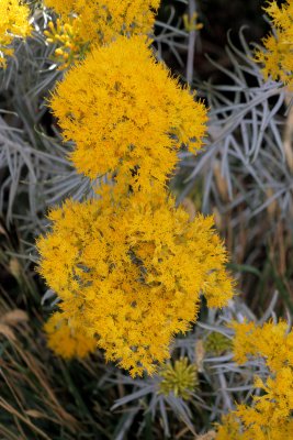 Rubber Rabbit Brush