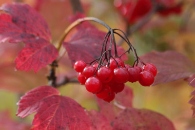 Berries