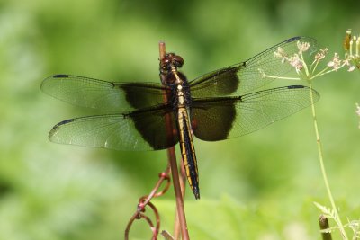 Dragonflies and damselflies