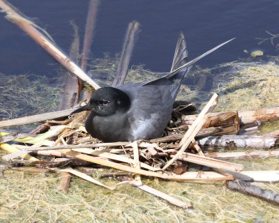 Black Terns