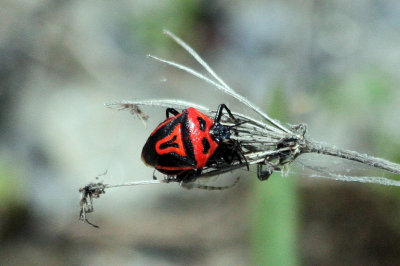 Two Spotted Stink Bug