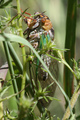 Cicada