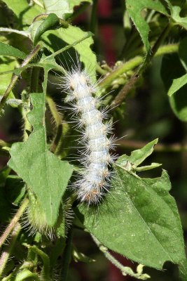 possible Delicate Cycnia caterpillar