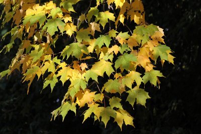 Autumn beauty