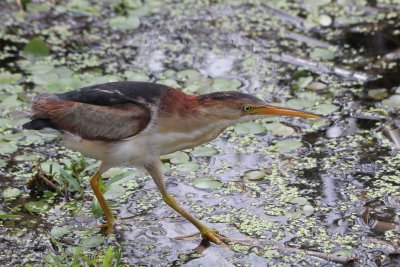 Least Bittern