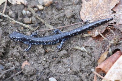 Blue-spotted Salamander