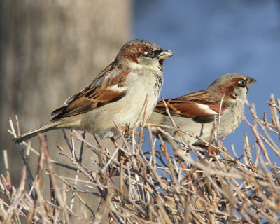 House Sparrow (males)