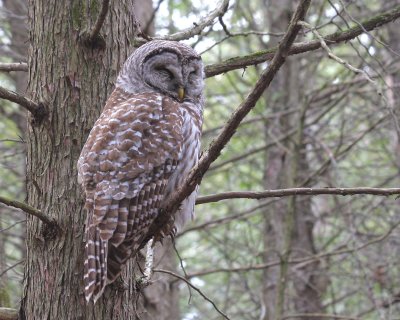 Barred Owl