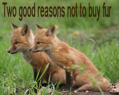 Two good reasons not to buy fur