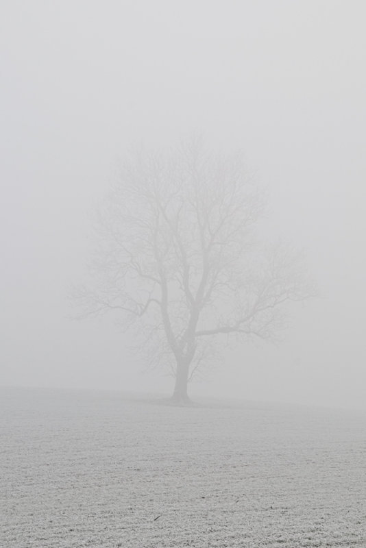 Foggy