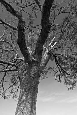 Hilltop Tree - B&W