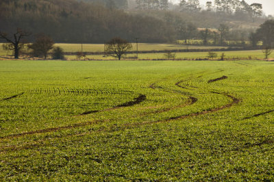 Wavy Crops