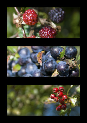Autumn Foods Triptych