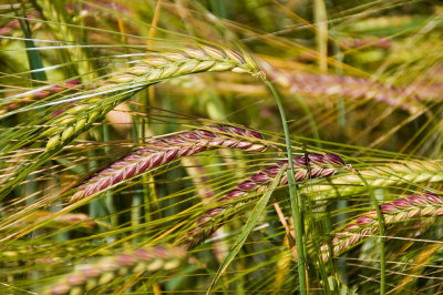 Extra Extra - Barley-scape