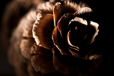 25th - Pine Cone