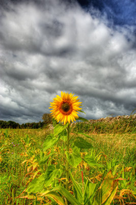 Sunflower HDR