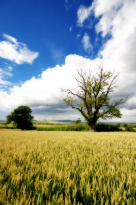 Wheat Field