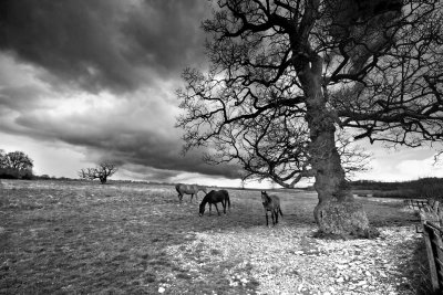 Ominous Skies