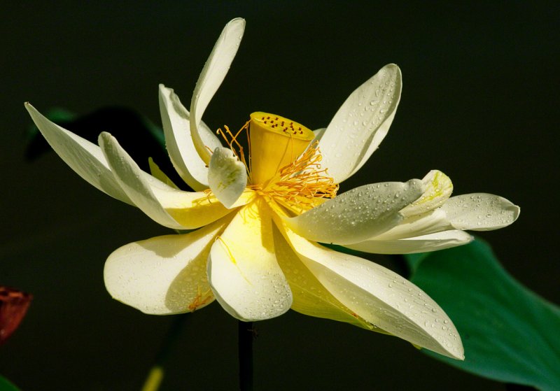 Water Lilly Bloom