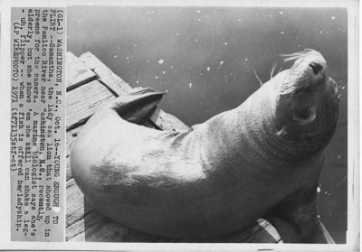 101671 sea lion.jpg