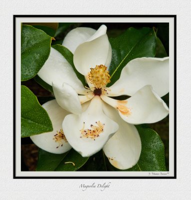 Magnolia Delight