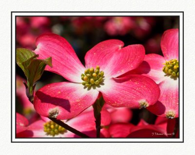 Pink Dogwoods