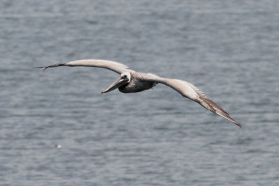 Brown Pelican