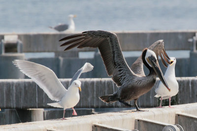 Brown Pelican