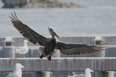 Pelicans, Cormorants Etc.